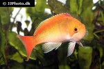 pseudanthias engelhardi pseudanthias engelhardi