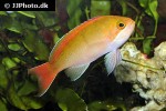 pseudanthias engelhardi pseudanthias engelhardi