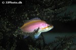 pseudanthias evansi pseudanthias evansi