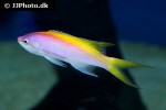 pseudanthias evansi pseudanthias evansi