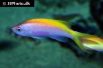 pseudanthias evansi pseudanthias evansi