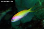 pseudanthias evansi pseudanthias evansi