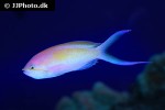 pseudanthias evansi pseudanthias evansi