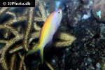 pseudanthias evansi pseudanthias evansi