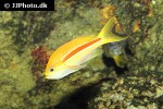 pseudanthias fasciatus pseudanthias fasciatus