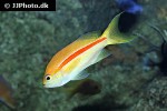 pseudanthias fasciatus pseudanthias fasciatus