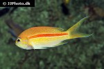 pseudanthias fasciatus pseudanthias fasciatus