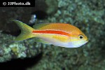 pseudanthias fasciatus pseudanthias fasciatus