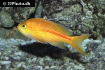 pseudanthias fasciatus pseudanthias fasciatus
