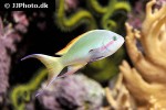 pseudanthias huchtii pseudanthias huchtii