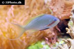 pseudanthias huchtii pseudanthias huchtii