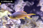 pseudanthias huchtii pseudanthias huchtii