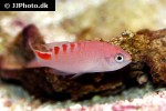pseudanthias lori pseudanthias lori