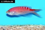 pseudanthias lori pseudanthias lori