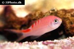 pseudanthias lori pseudanthias lori
