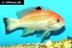 pseudanthias luzonensis pseudanthias luzonensis