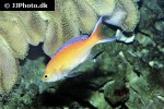 pseudanthias parvirostris pseudanthias parvirostris
