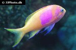 pseudanthias pleurotaenia pseudanthias pleurotaenia