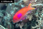 pseudanthias pleurotaenia pseudanthias pleurotaenia