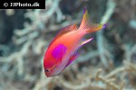 pseudanthias pleurotaenia pseudanthias pleurotaenia