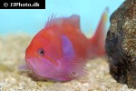pseudanthias pleurotaenia pseudanthias pleurotaenia
