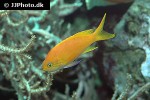 pseudanthias pleurotaenia pseudanthias pleurotaenia