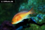 pseudanthias pleurotaenia pseudanthias pleurotaenia