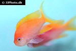 pseudanthias pleurotaenia pseudanthias pleurotaenia