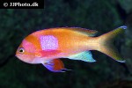 pseudanthias pleurotaenia pseudanthias pleurotaenia