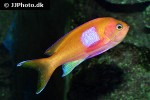 pseudanthias pleurotaenia pseudanthias pleurotaenia