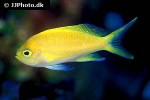 pseudanthias squamipinnis pseudanthias squamipinnis