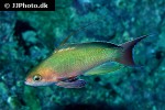pseudanthias squamipinnis pseudanthias squamipinnis