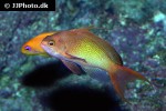 pseudanthias squamipinnis pseudanthias squamipinnis