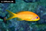 pseudanthias squamipinnis pseudanthias squamipinnis