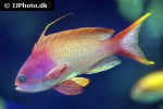 pseudanthias squamipinnis pseudanthias squamipinnis