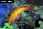 pseudanthias squamipinnis pseudanthias squamipinnis