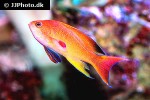 pseudanthias squamipinnis pseudanthias squamipinnis