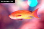 pseudanthias squamipinnis pseudanthias squamipinnis