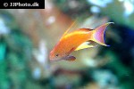 pseudanthias squamipinnis pseudanthias squamipinnis