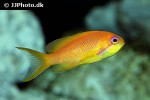 pseudanthias squamipinnis pseudanthias squamipinnis