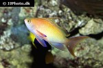 pseudanthias squamipinnis pseudanthias squamipinnis