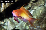 pseudanthias squamipinnis pseudanthias squamipinnis