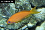 pseudanthias squamipinnis pseudanthias squamipinnis