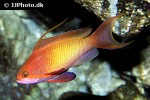 pseudanthias squamipinnis pseudanthias squamipinnis