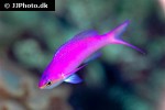 pseudanthias tuka pseudanthias tuka