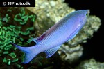 pseudanthias tuka pseudanthias tuka