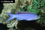pseudanthias tuka pseudanthias tuka