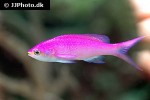pseudanthias tuka pseudanthias tuka