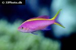 pseudanthias tuka pseudanthias tuka