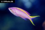 pseudanthias tuka pseudanthias tuka